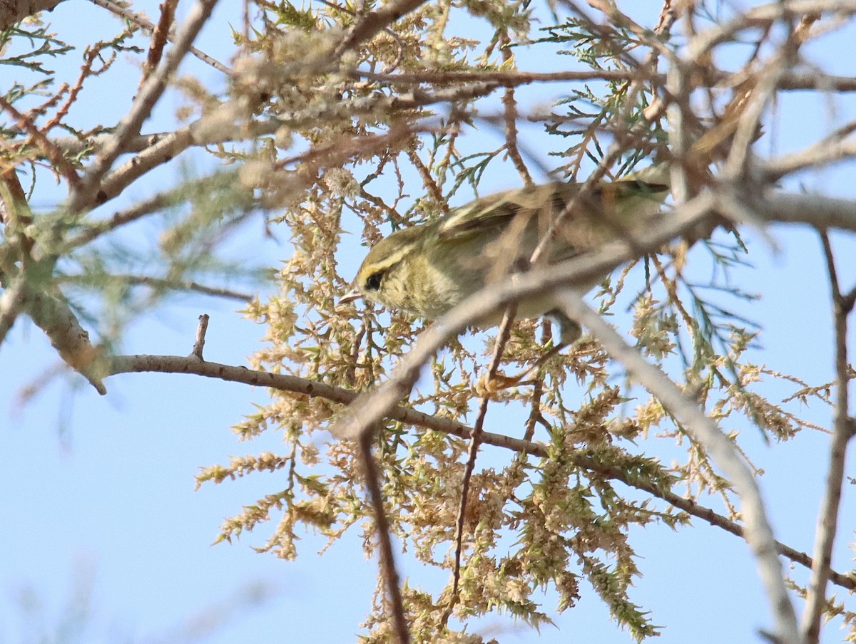 Yellow-browed Warbler - ML644529120