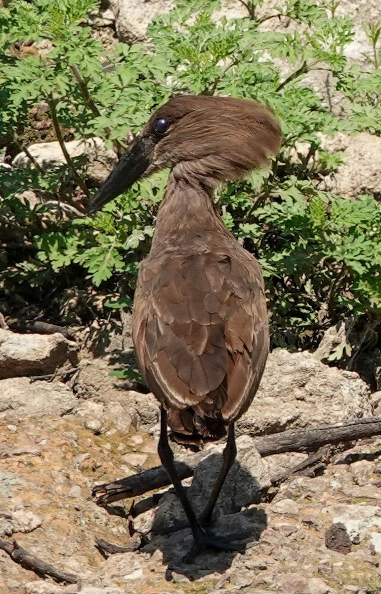 Hamerkop - ML644529121