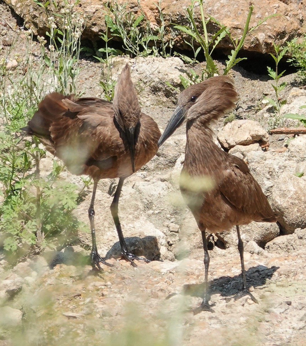 Hamerkop - ML644529122