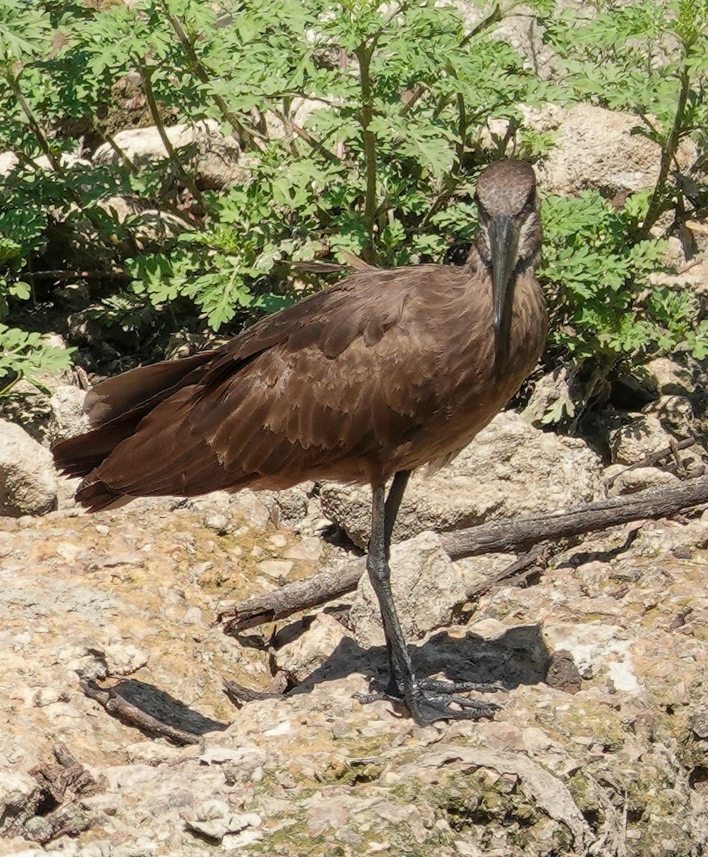 Hamerkop - ML644529124