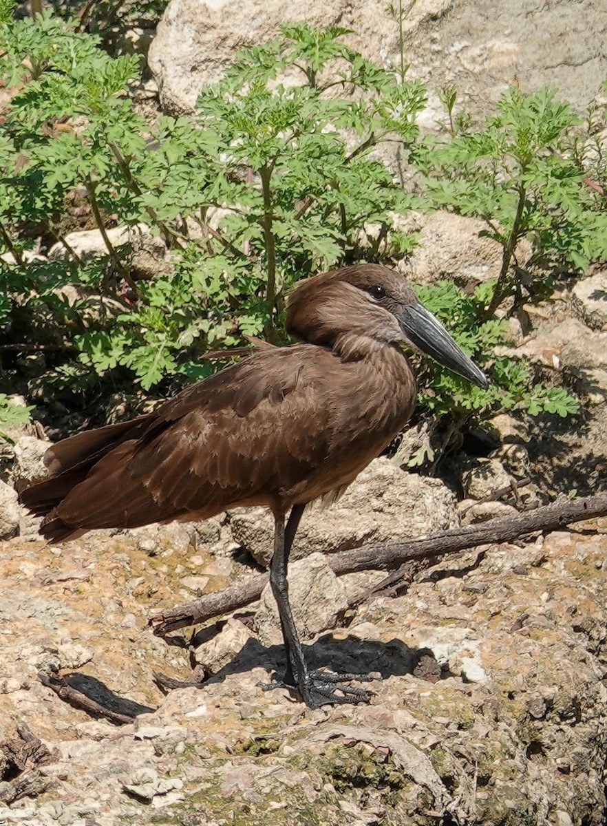 Hamerkop - ML644529125