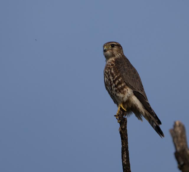 Merlin - ML644529147