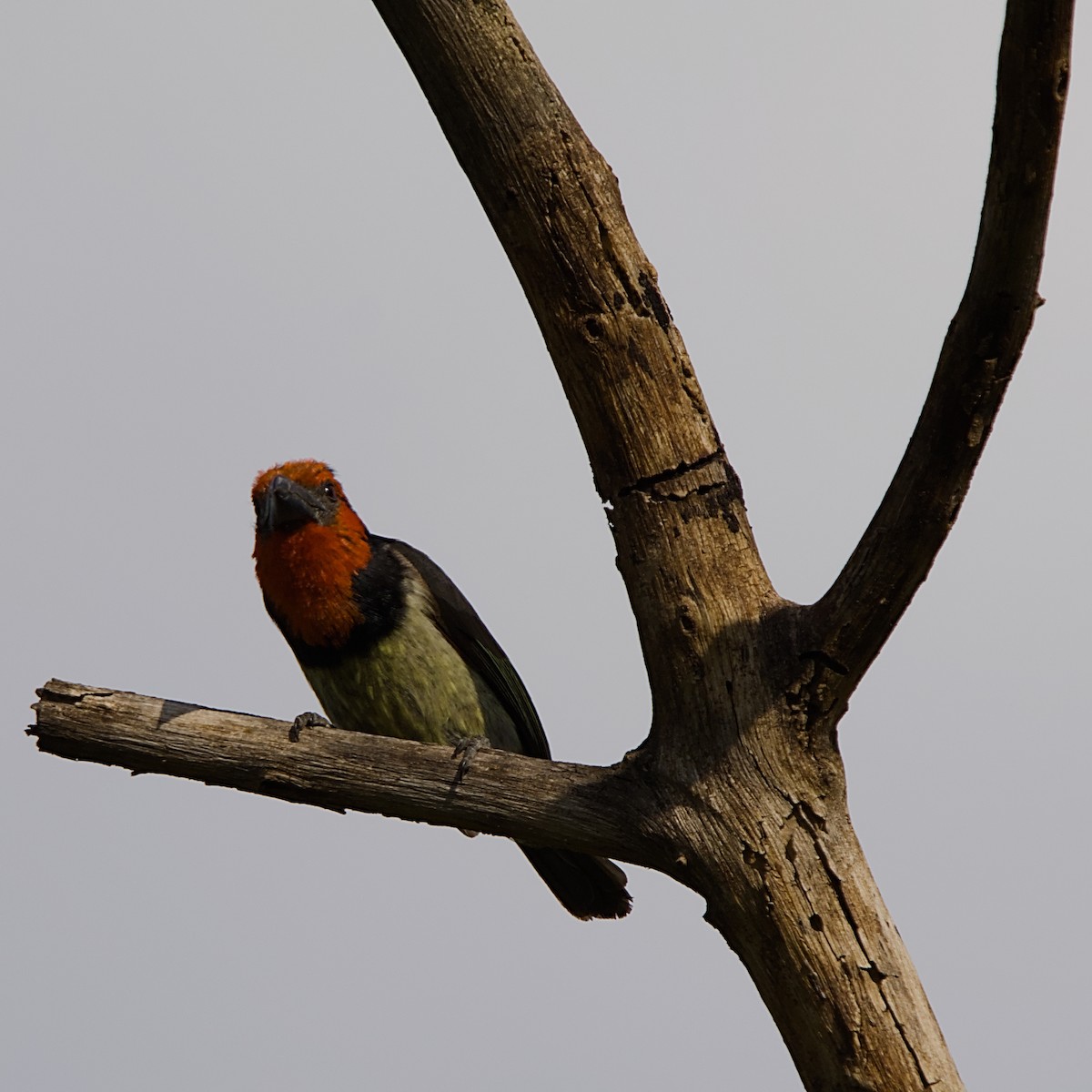 Kara Kolyeli Barbet - ML644529152