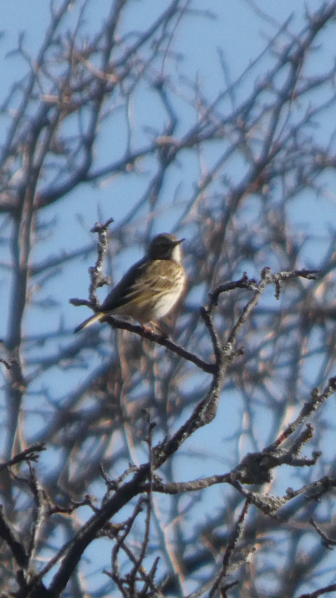 Bisbita Pratense - ML644529154