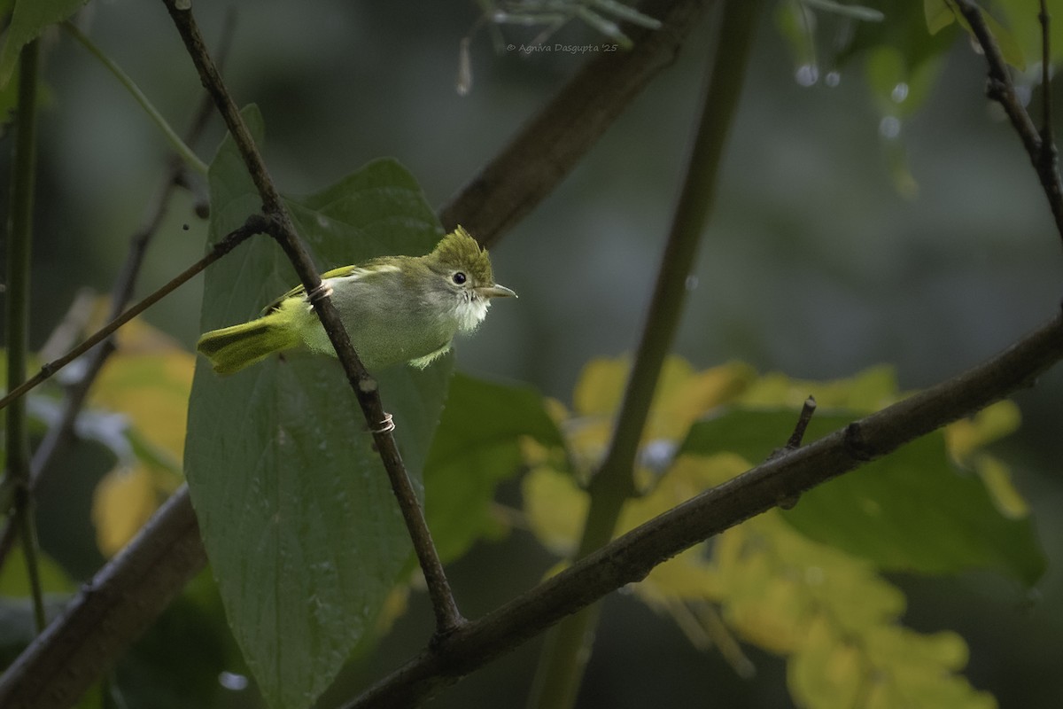 Erpornis à ventre blanc - ML644529162