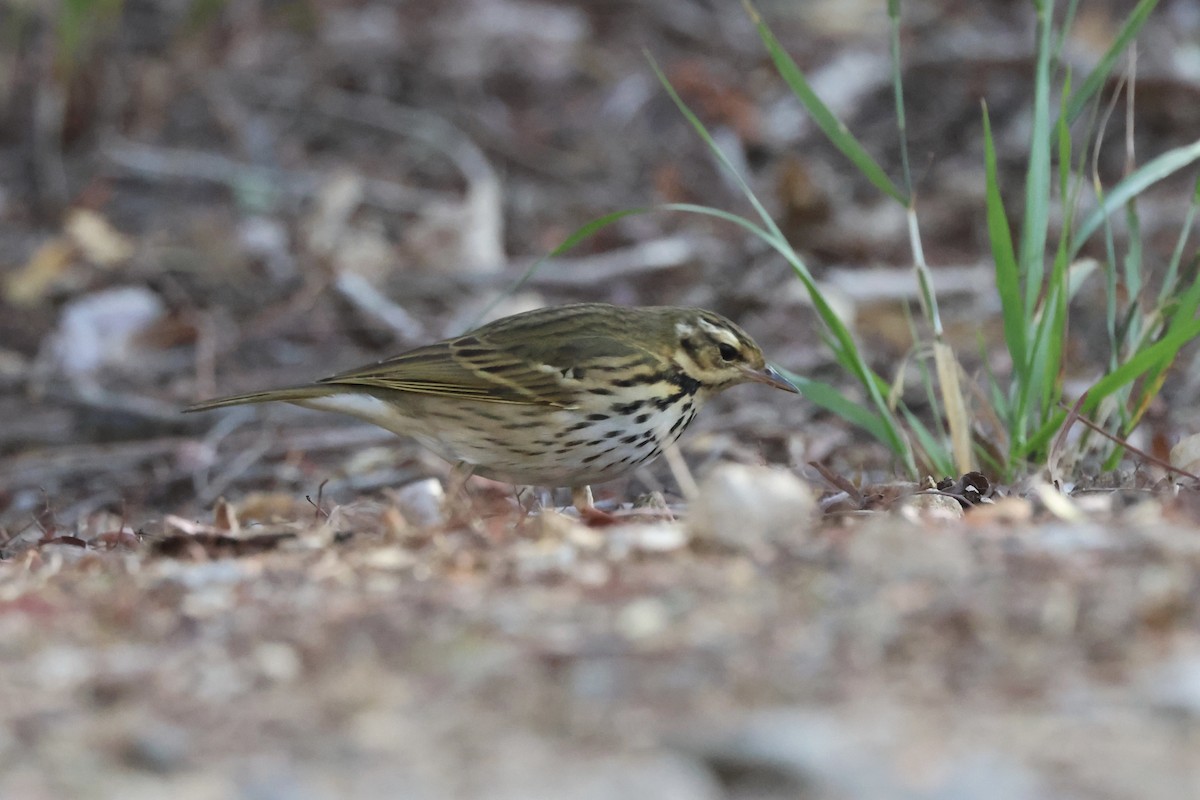 linduška olivová - ML644529163