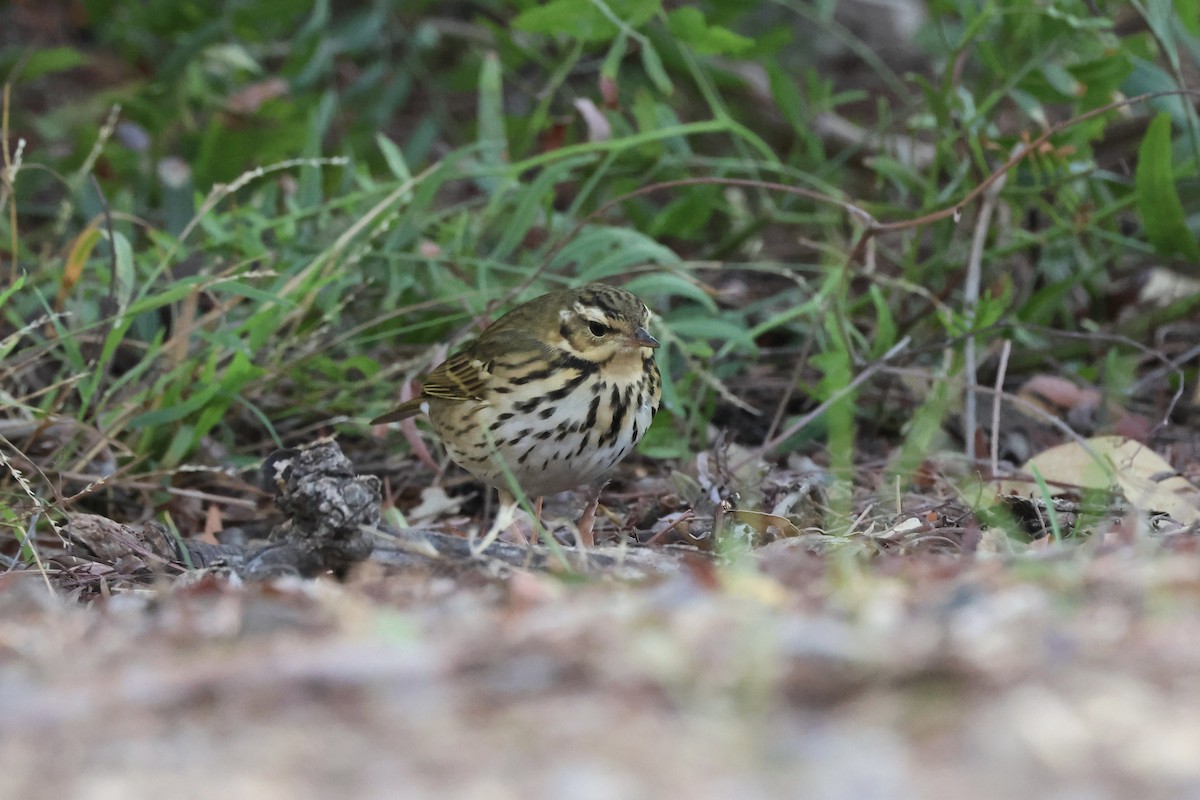 linduška olivová - ML644529164