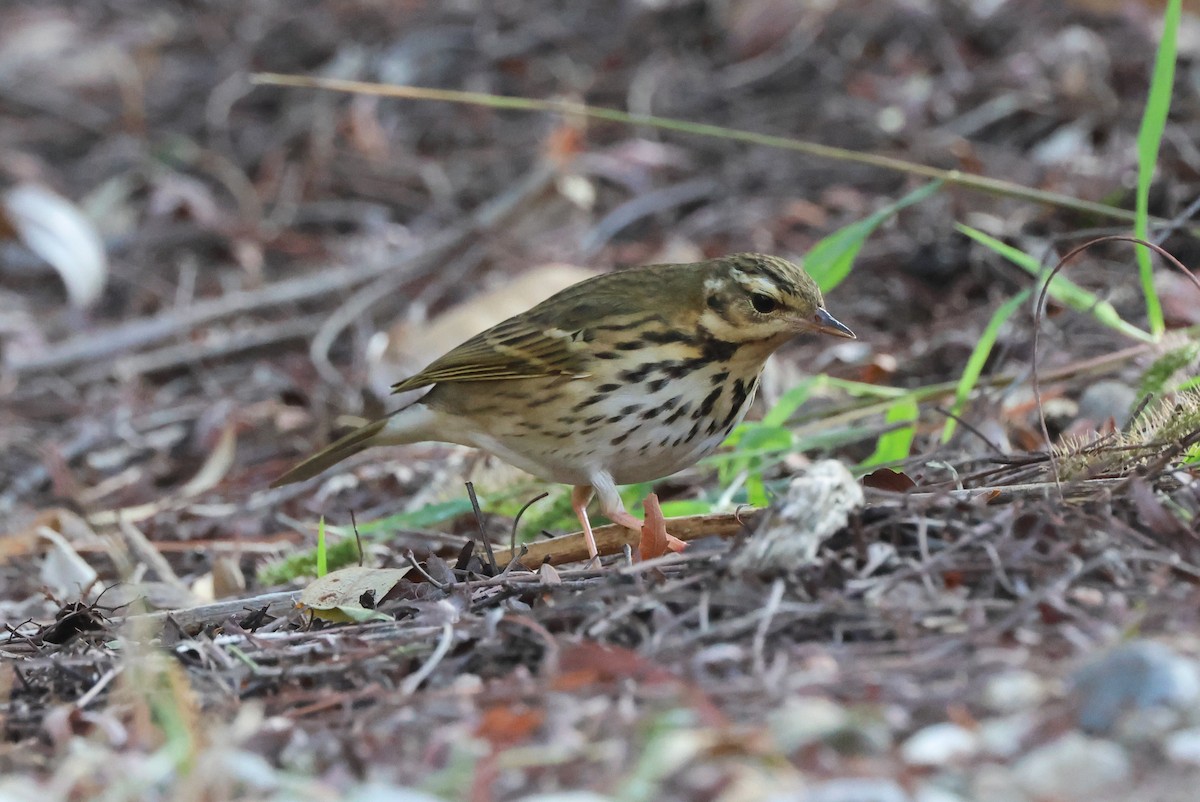 linduška olivová - ML644529165