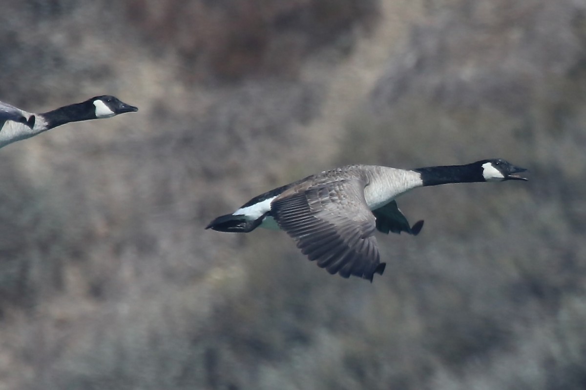 Canada Goose - ML644529168