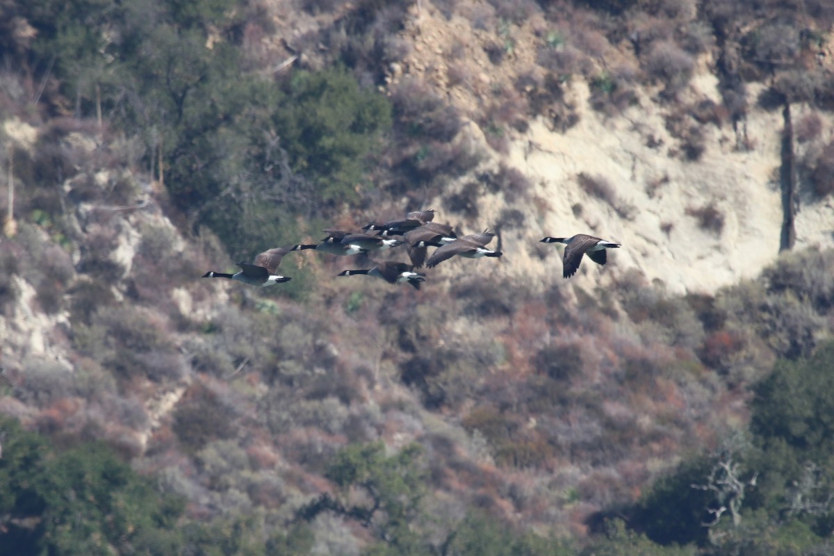 Canada Goose - ML644529169