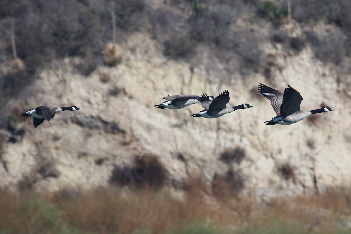 Canada Goose - ML644529170