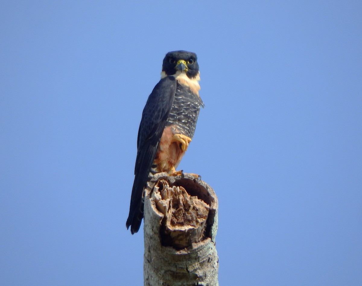 コウモリハヤブサ - ML644529173