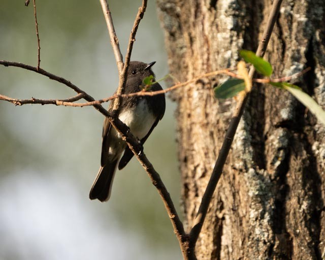 Black Phoebe - ML644529174