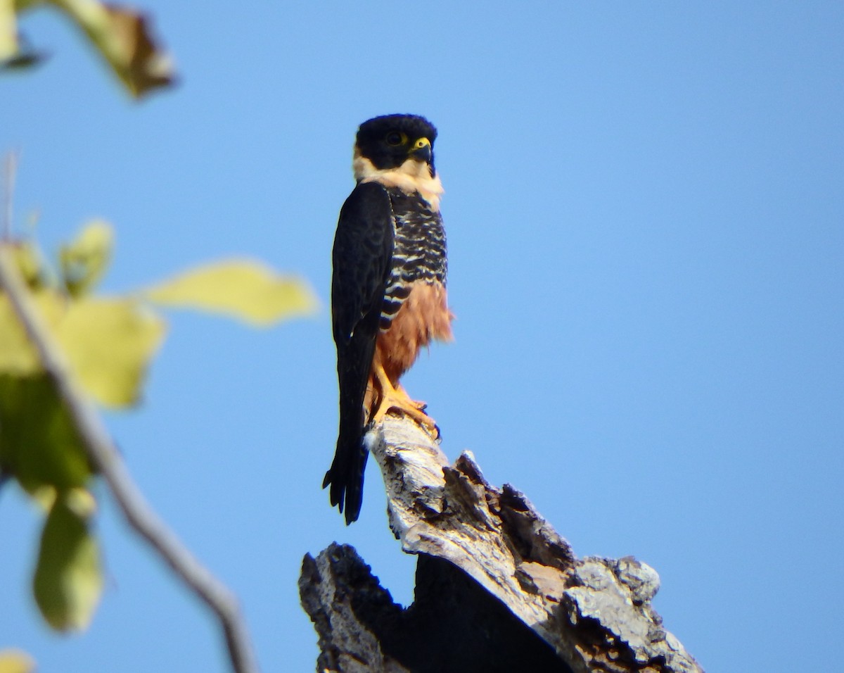 コウモリハヤブサ - ML644529184