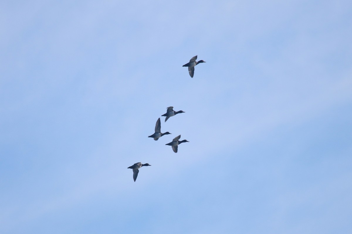 Ring-necked Duck - ML644529186