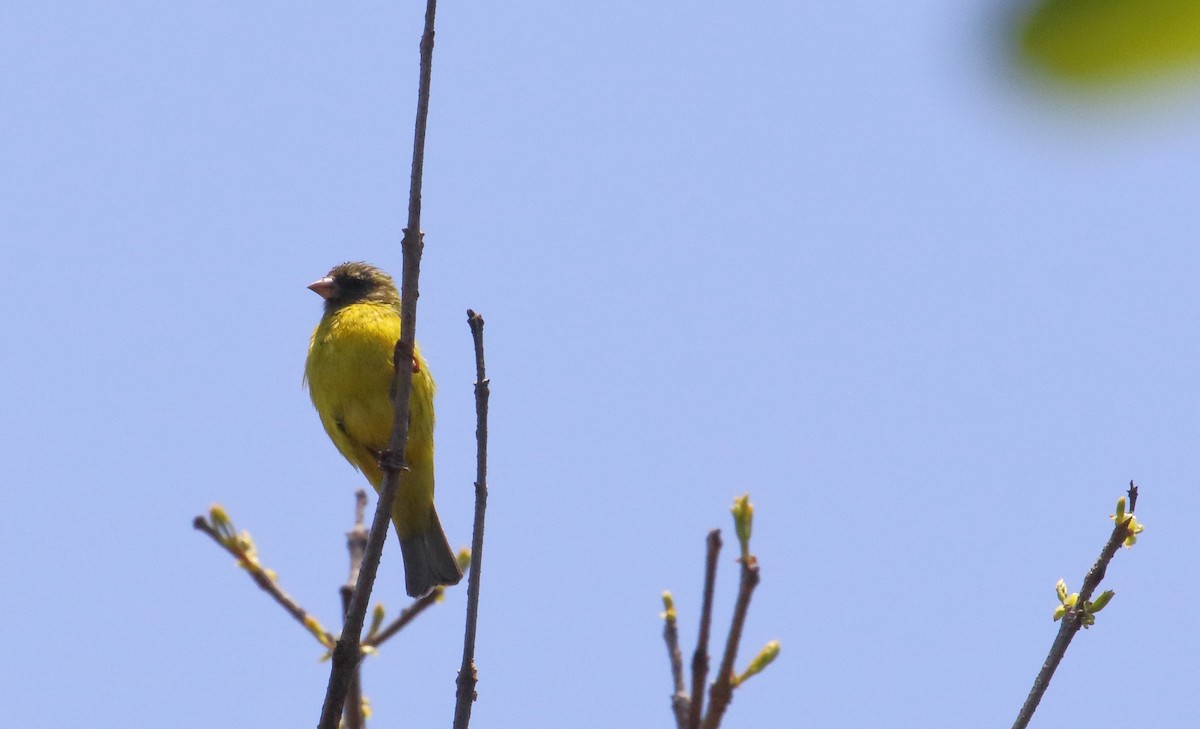 ヒガシムナフヒワ - ML644529206