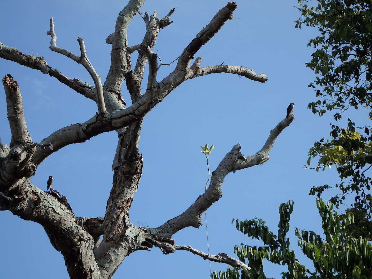 コウモリハヤブサ - ML644529207