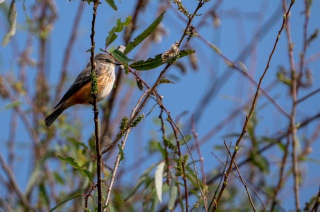 Vermilion Flycatcher - ML644529208