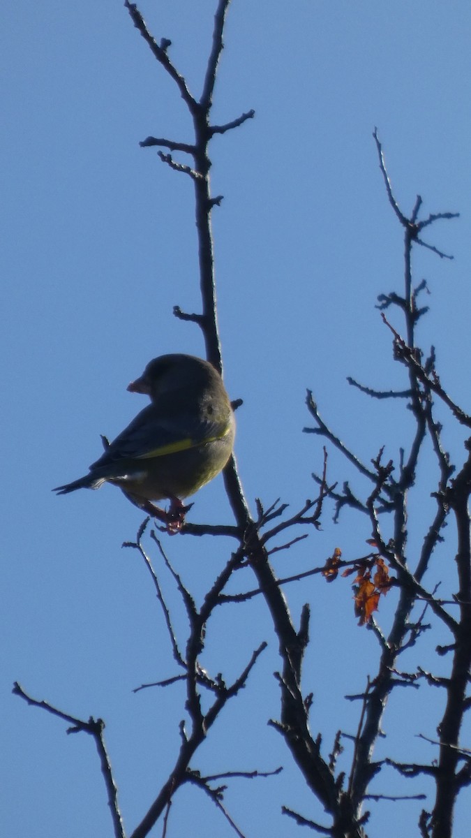 Verdier d'Europe - ML644529209