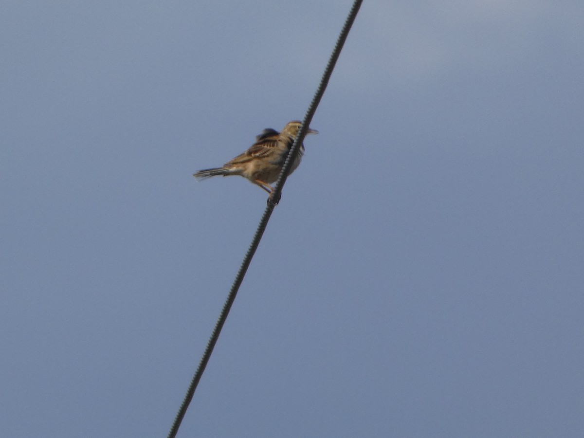 Australian Pipit - ML644529210