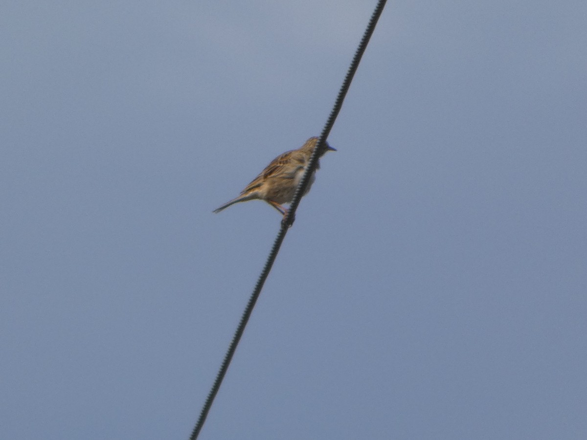 Australian Pipit - ML644529211