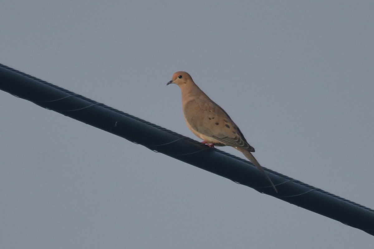Mourning Dove - ML644529212