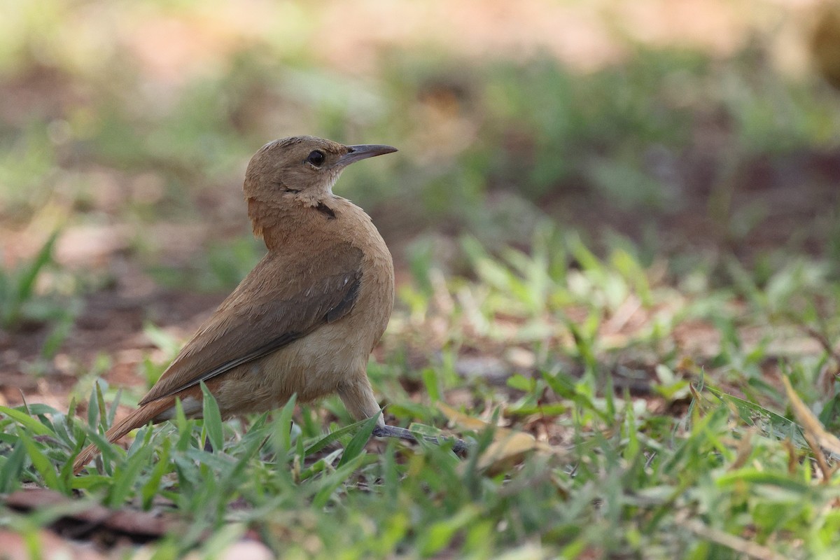 Pas Rengi Çömlekçikuşu - ML644529218