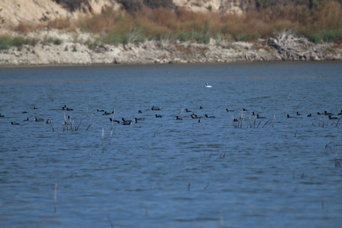 American Coot - ML644529220