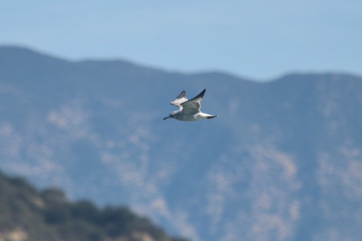 California Gull - ML644529228