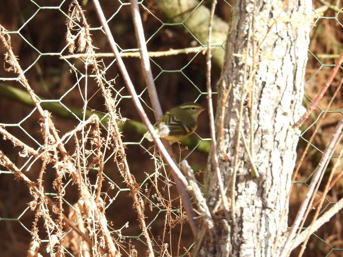 Yellow-browed Warbler - ML644529229