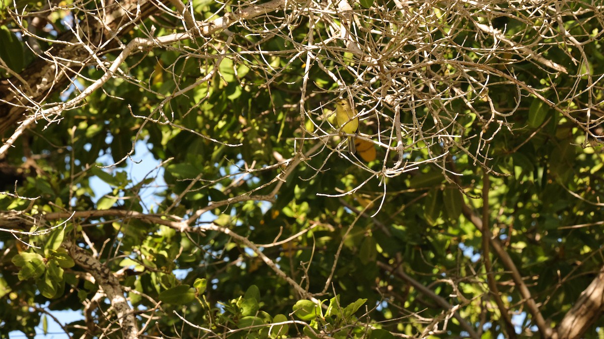 Mangrove Vireo - ML644529232