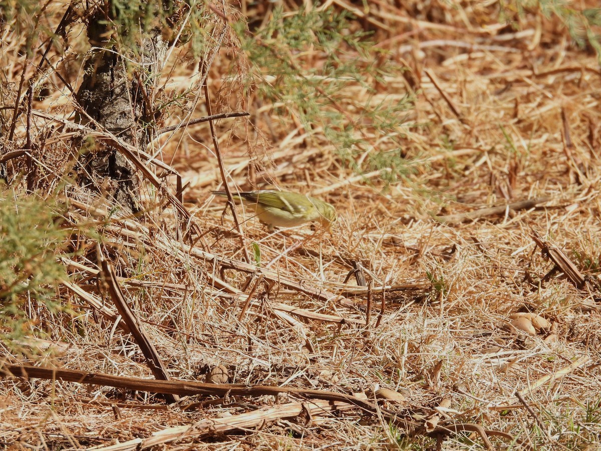 Yellow-browed Warbler - ML644529234