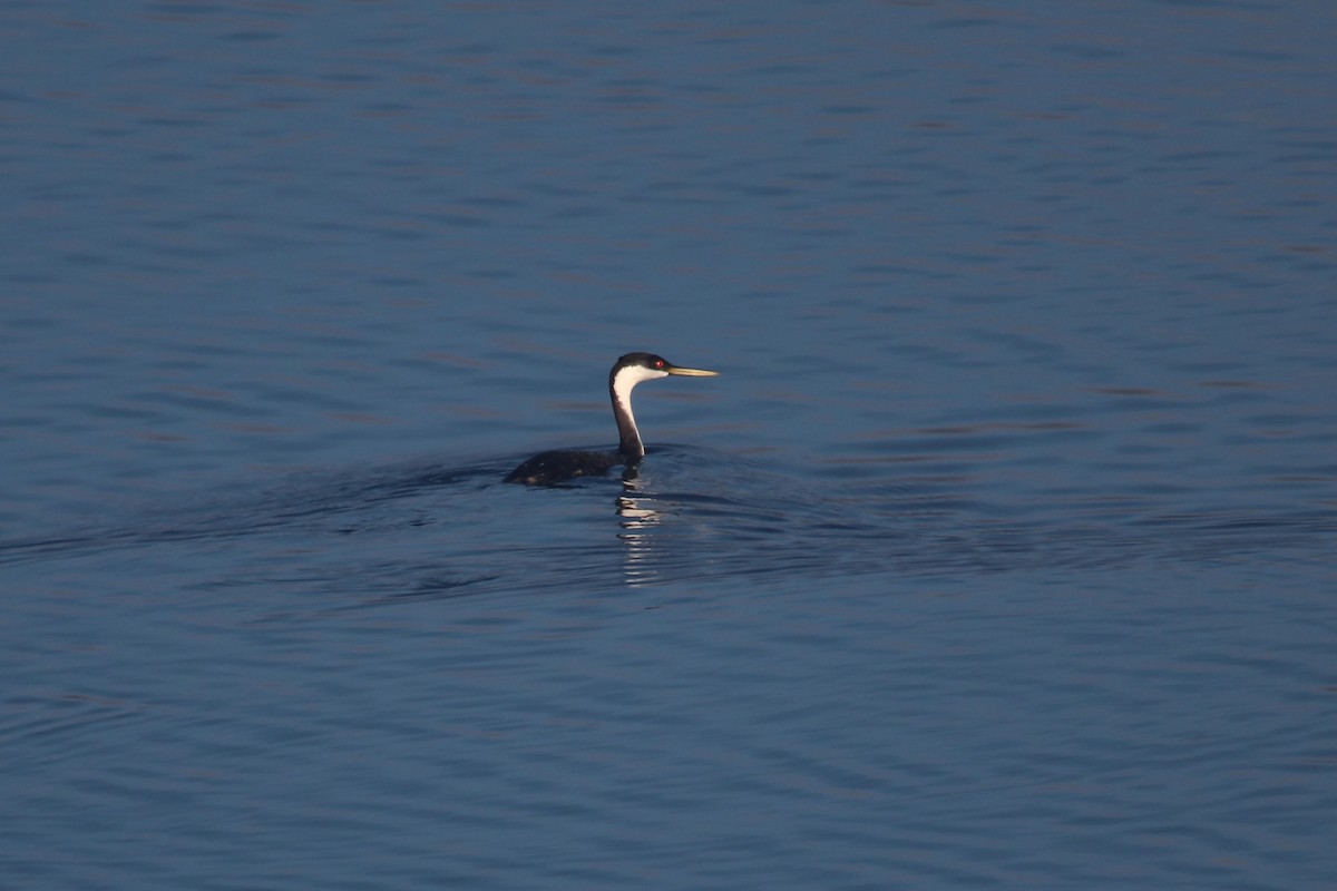 svanedykker - ML644529239