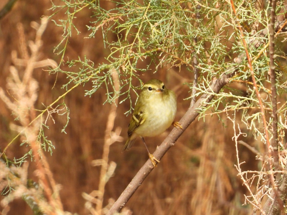 Yellow-browed Warbler - ML644529248