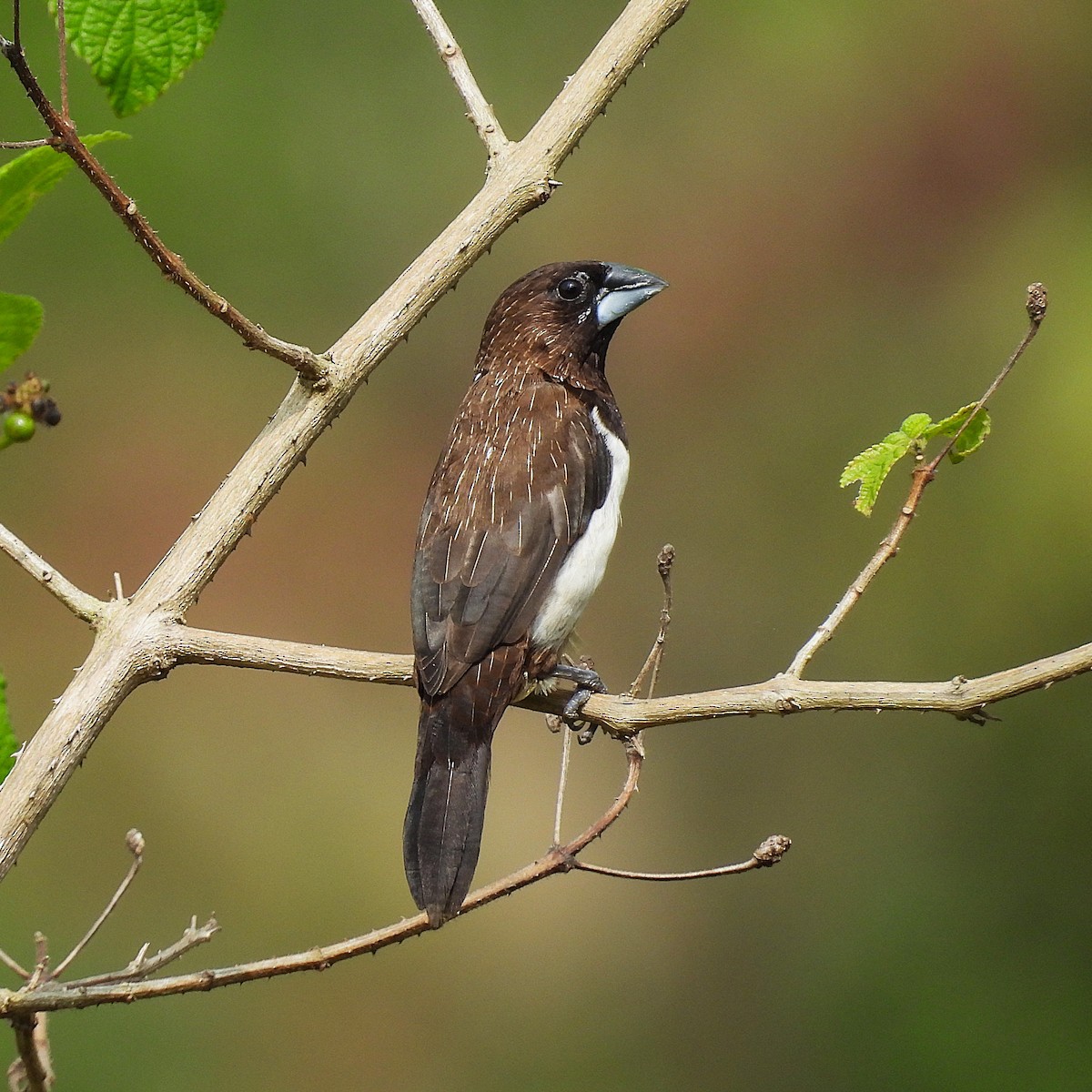 White-rumped Munia - ML644529251