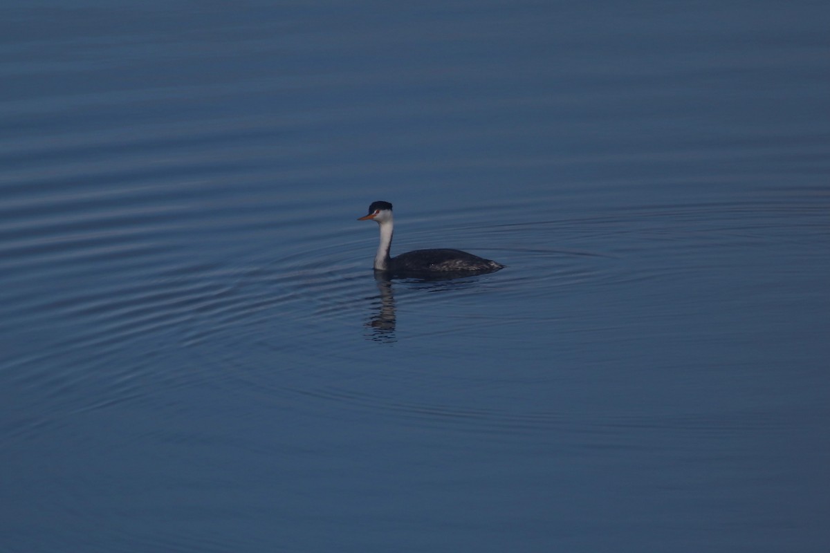 Clark's Grebe - ML644529252