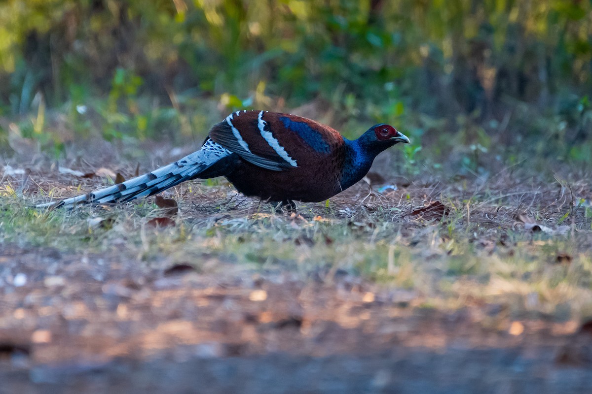 Mrs. Hume's Pheasant - ML644529254