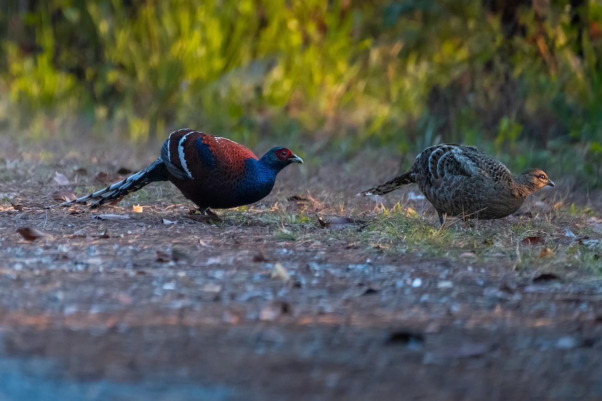 Mrs. Hume's Pheasant - ML644529255