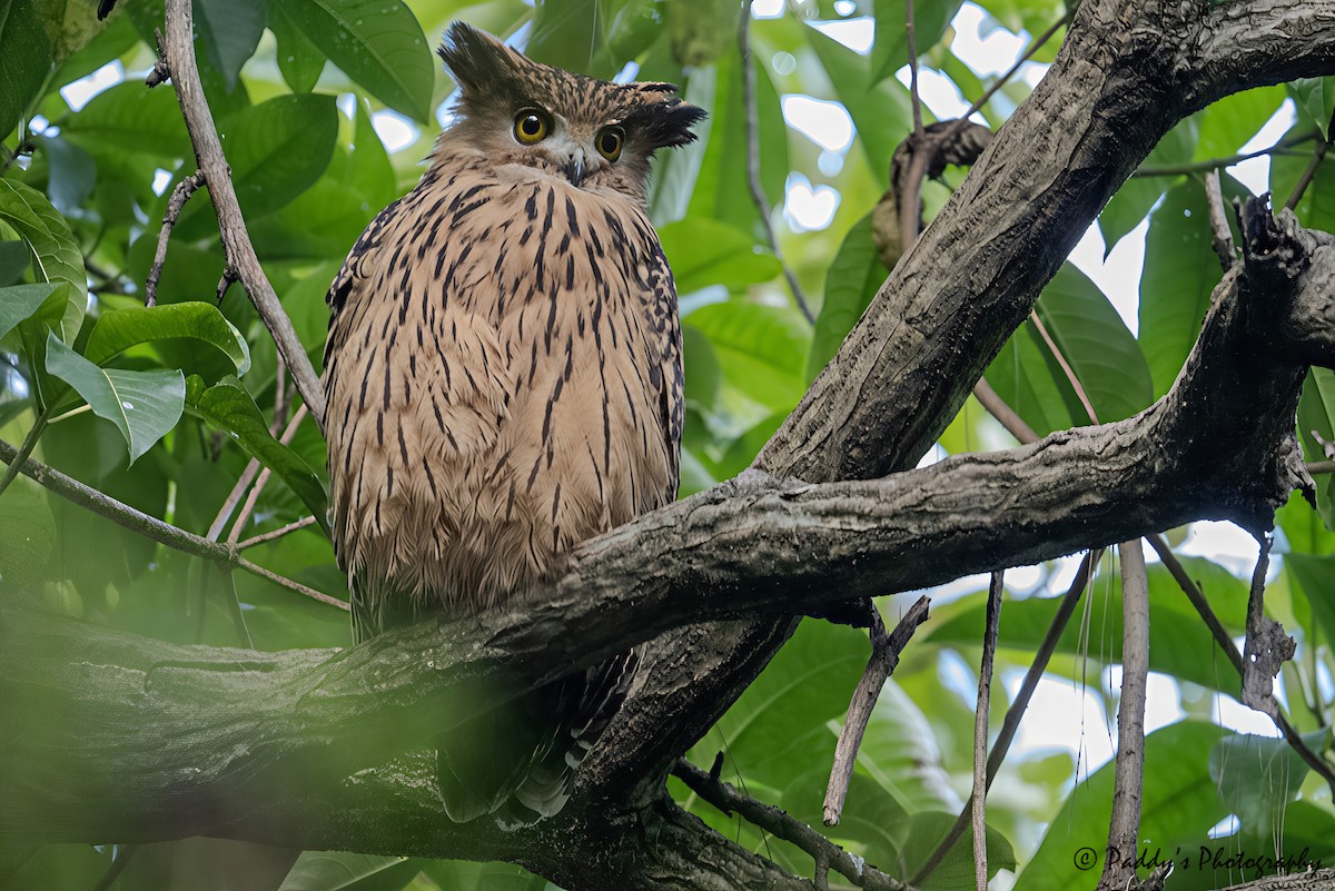 rustfiskeugle - ML644529256