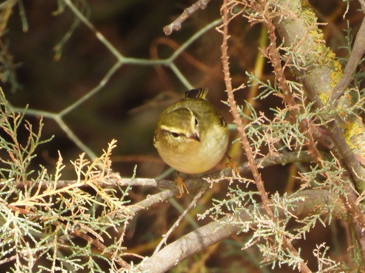 Yellow-browed Warbler - ML644529258