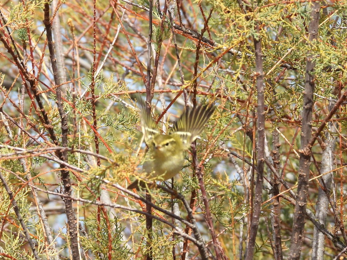 Yellow-browed Warbler - ML644529262