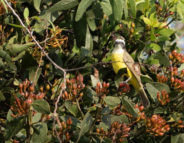 Social Flycatcher - ML644529264