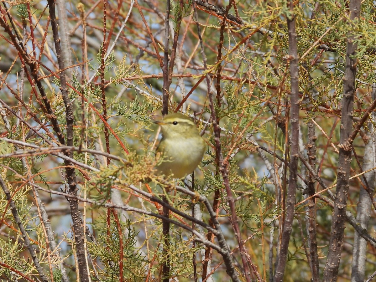 Yellow-browed Warbler - ML644529274