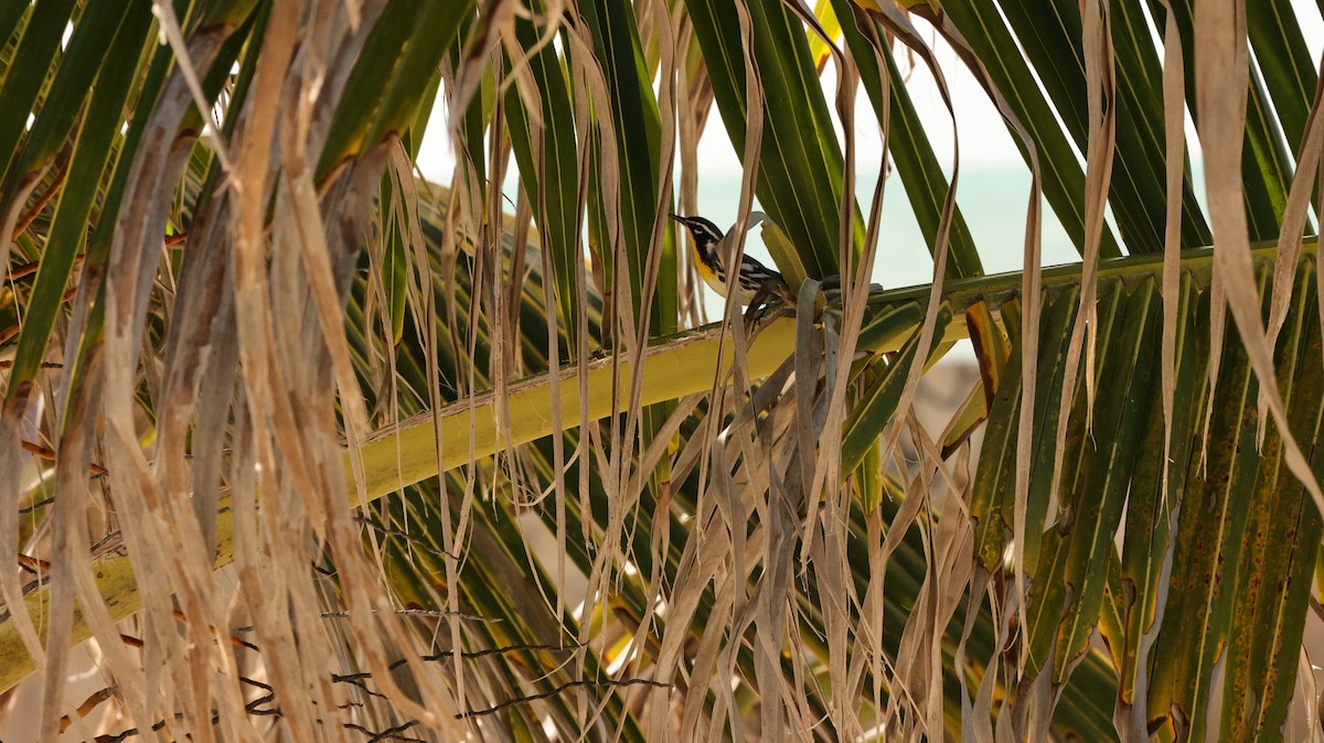 Yellow-throated Warbler - ML644529278