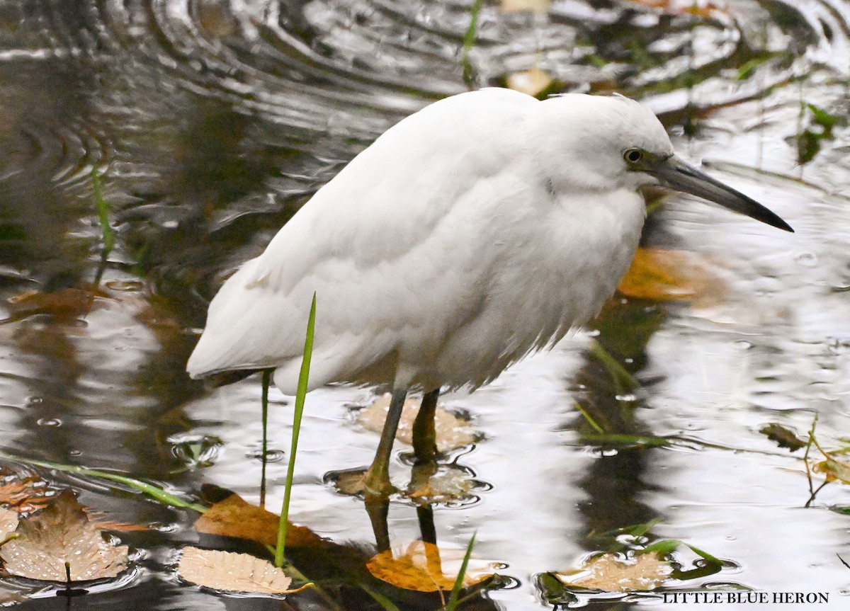 Little Blue Heron - ML644529279