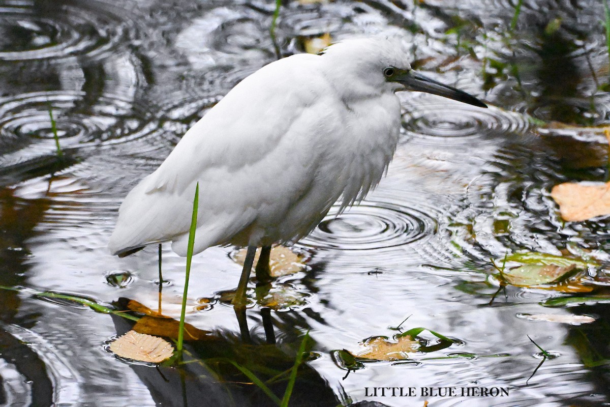 Little Blue Heron - ML644529280