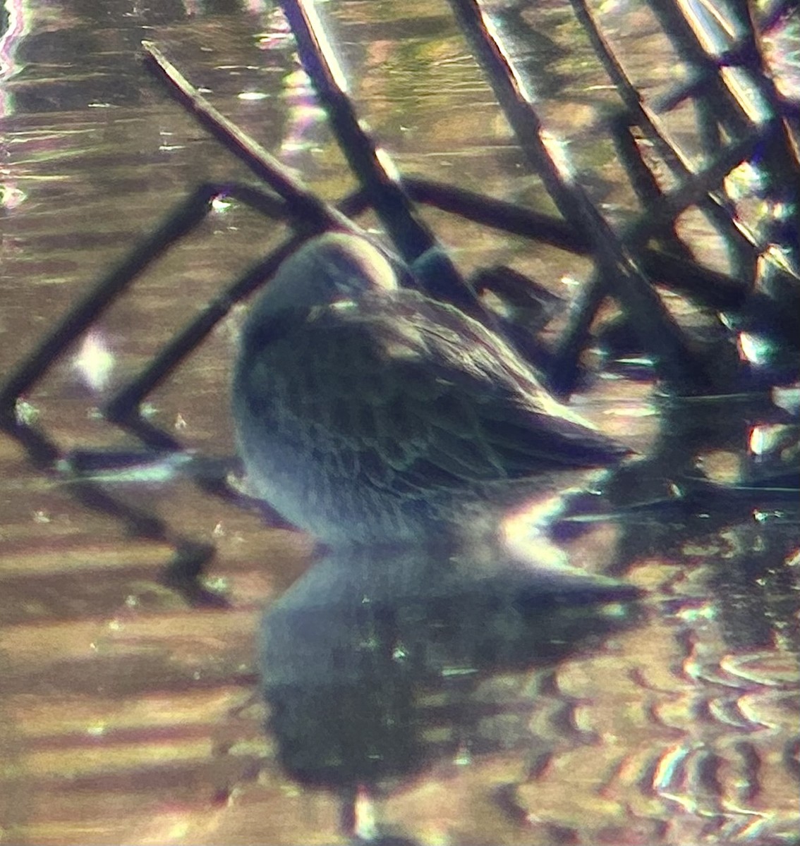 Long-billed Dowitcher - ML644529288
