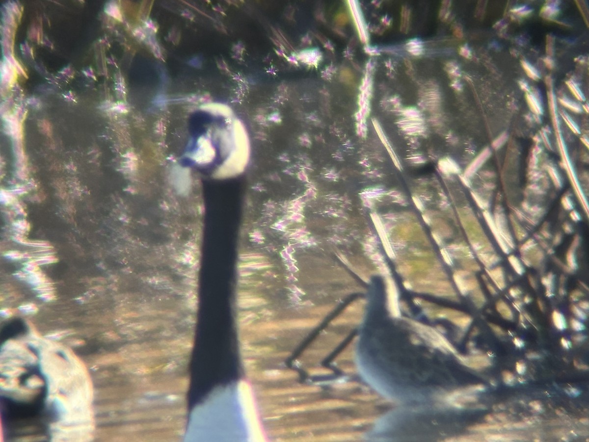 Long-billed Dowitcher - ML644529289