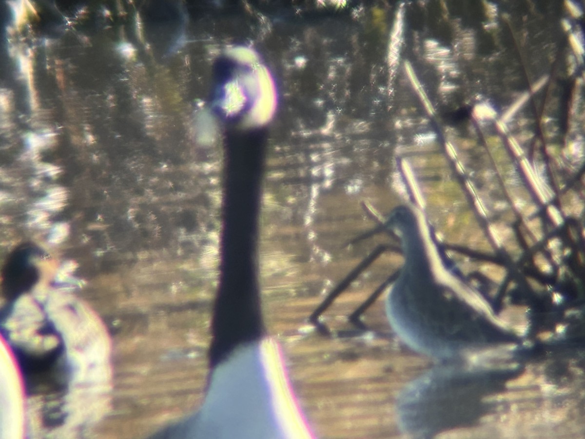Long-billed Dowitcher - ML644529290