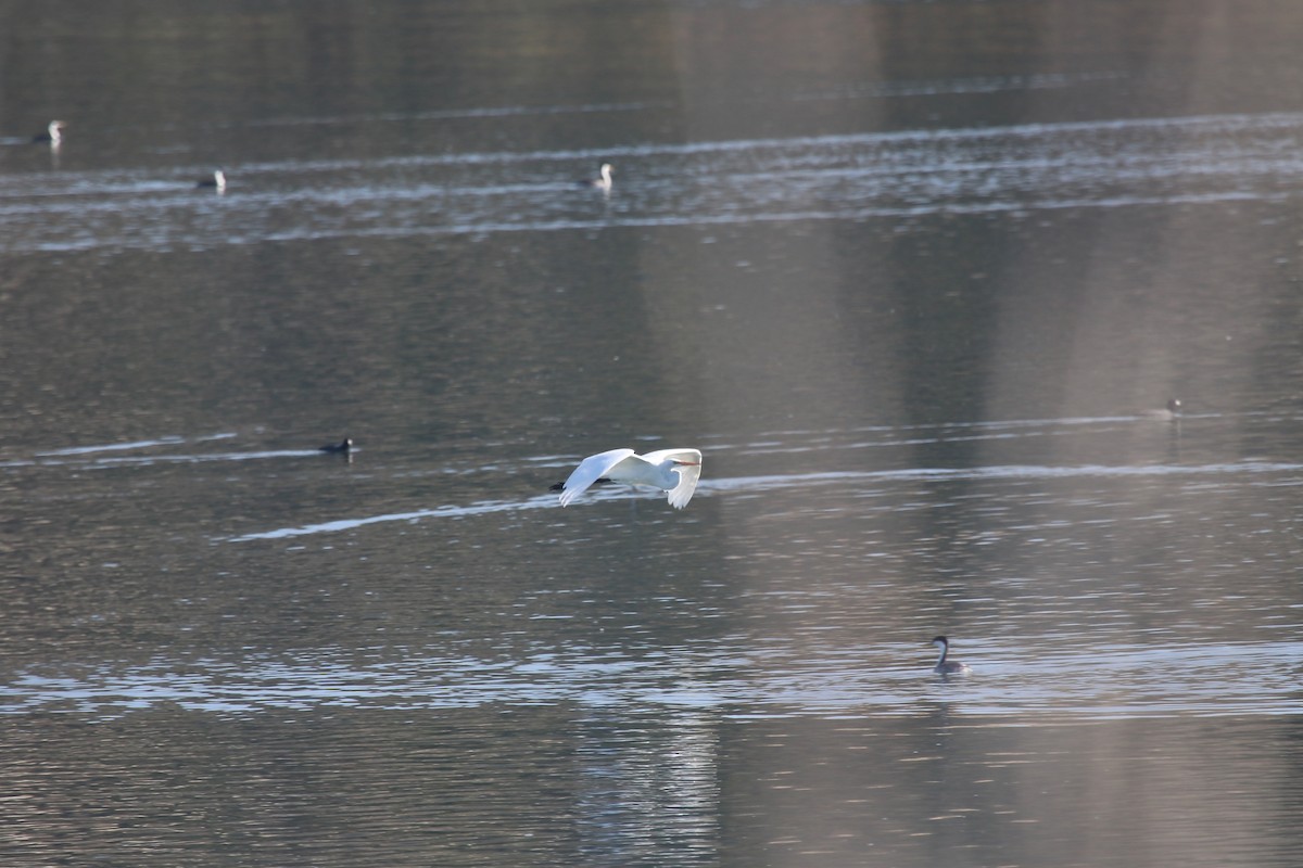 Great Egret - ML644529292